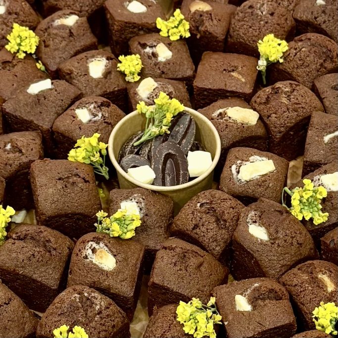 Plateau du cacaotier
